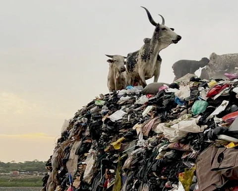 immagine di una mucca del ghana su una pila di rifiuti tessili con lavoratore nel background